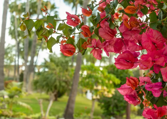 Apartment Casablanca 35 Oasis Nerja